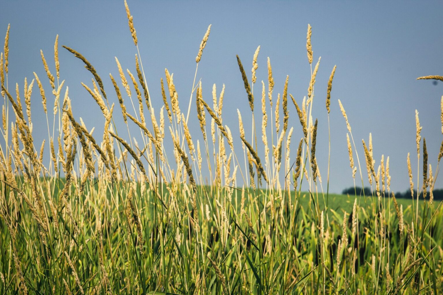 Crops Vision